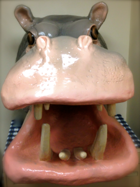 Sal, our giant hippo and informal mascost