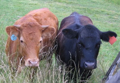 The cattle weren’t so happy this year about having to move fields. But then again they don’t express themselves in any articulate way.