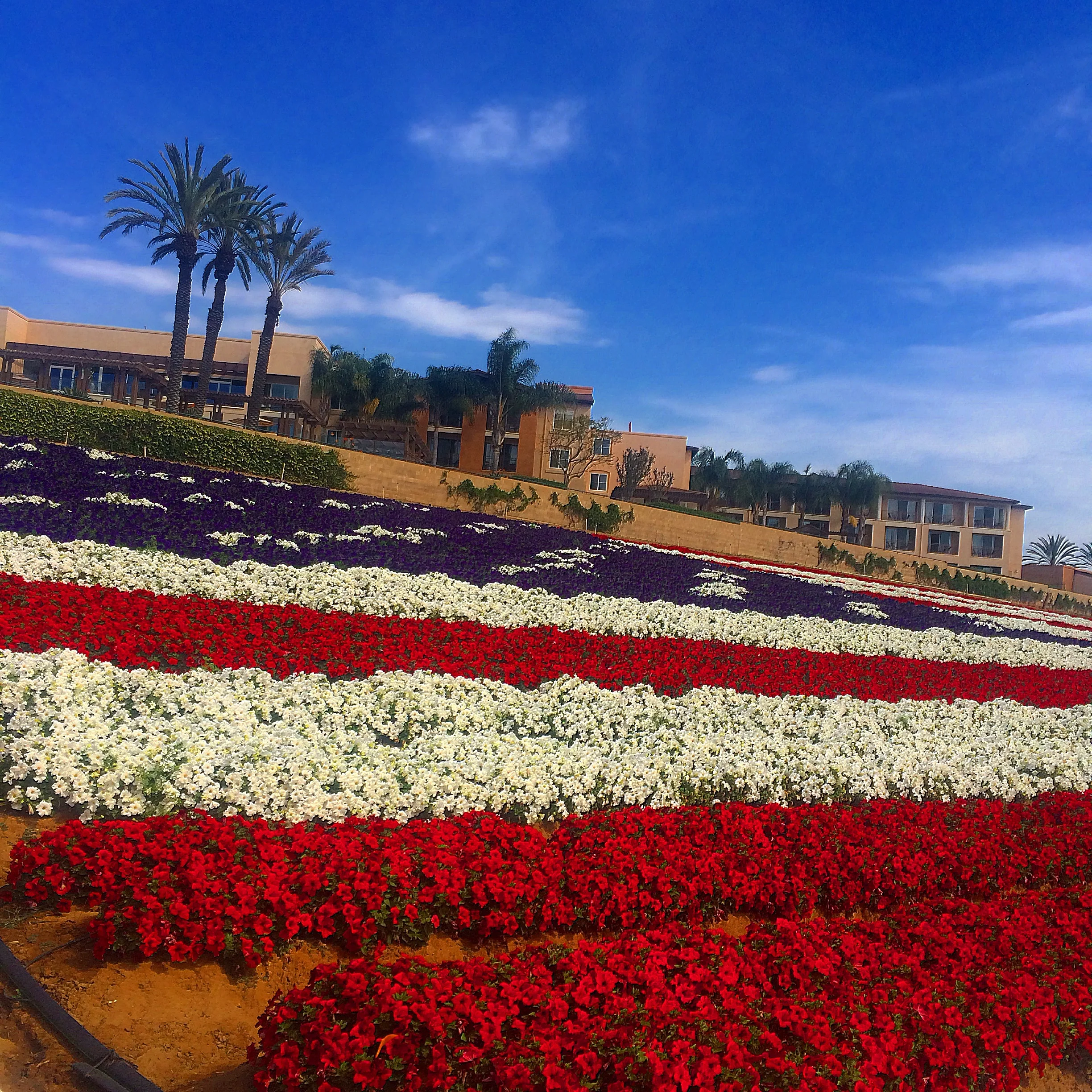 Patriotic florals at the Flower Fields, next to the Carlsbad Premium Outlets.