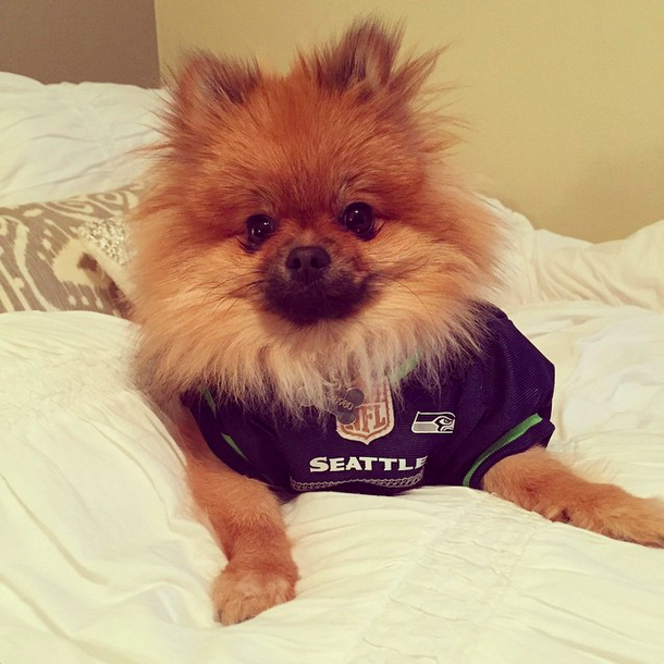 "#bluemonday in celebration of yesterday's big W! #pom #seahawks #SuperBowl #repete #chloepomstagram #1fan #12 #12dog"