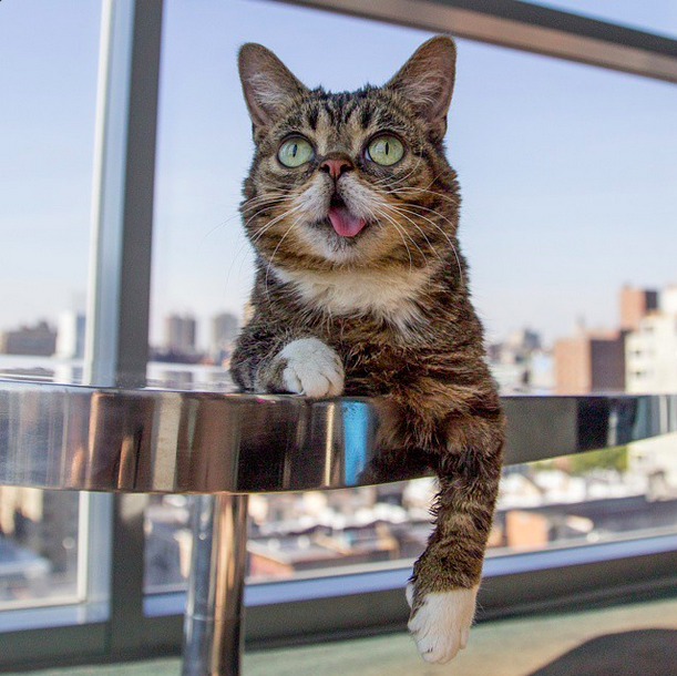 "#lilbub #newyorkkitty"