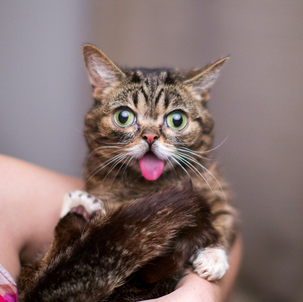 "BUB: A rare and stunning specimen of pure innocence and wonder. #lilbub #scienceandmagic"