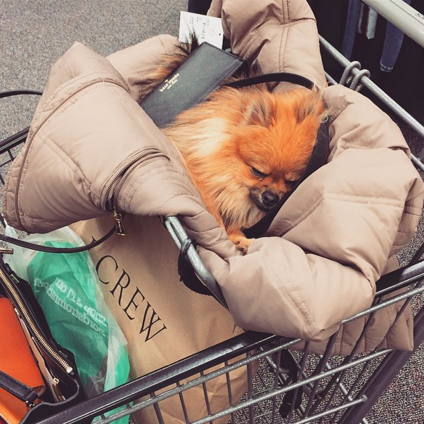 "Ran around the mall all day with my human and when we got to the last store, my legs were jello. She just doesn't know when to stop!"