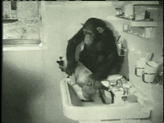 monkeyvk.gif
