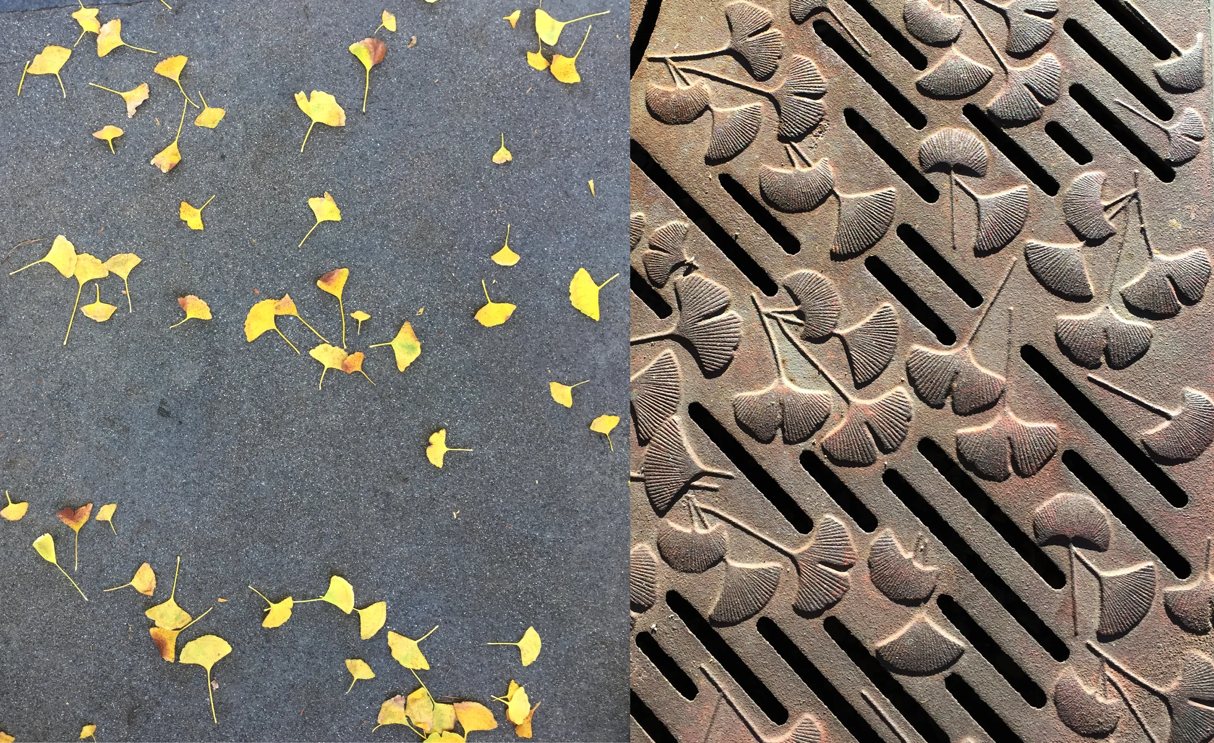 Ginko leaves 