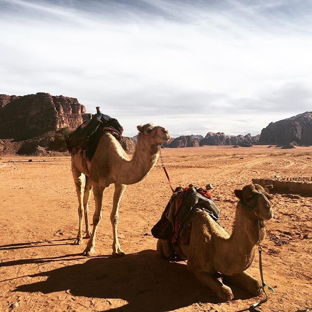 Wadi Rum, Jordan. #offthehook #jordantravel #cameltime