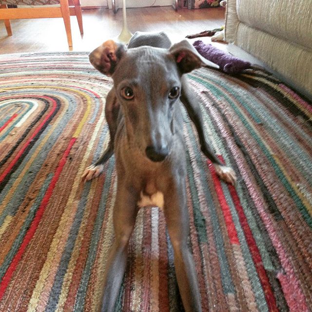 bob on a rug #bobthedog #whenisspring