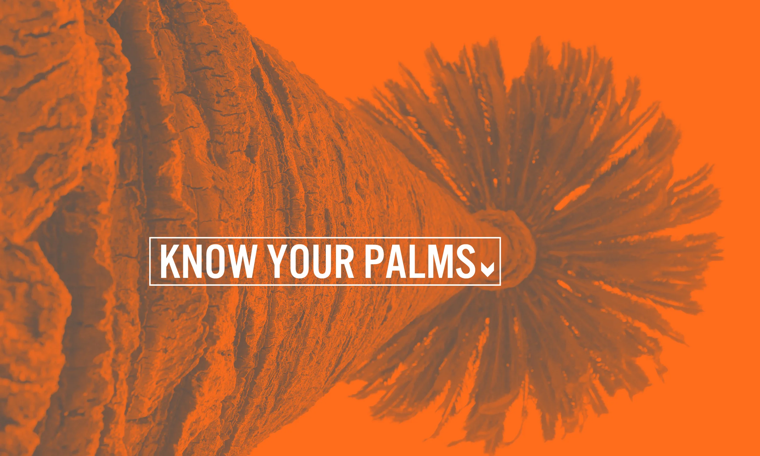 KNOWYOURPALMS.jpg