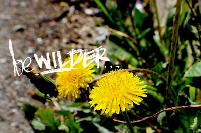 “Be Wilder”-Shifting Perspectives on Urban Nature (Part 1 of 4)