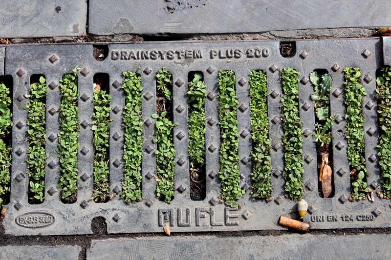 Be Wilder: Cases For Ecological Urbanism (Part 3 of 4)