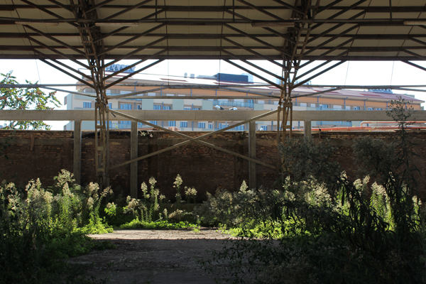 Tall Fleabane (Conyza Sumatrensis)- A common urban weed throughout temperate regions of the world. It seems to thrive in disturbed areas like this abandoned pavilion. Each plant can produce up to 300,000 seeds, which are dispersed by the wind to far flung reaches of the urban landscape.