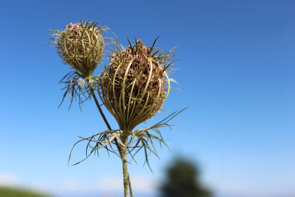 Wlld Carrot (Daucus Carota), in it's final stage of life. The white flowers give rise to beautifully architectural seed heads which hold hundreds of new recruits. Each seed is equipped with a velcro-like set of stiffly hooked hairs ready to attach themselves onto the fur (or clothes) unsuspecting passers-by. 