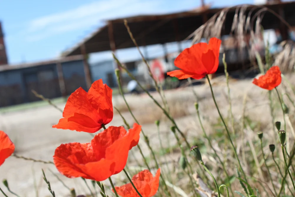 Project Preview: The Metropoliz Future Forest