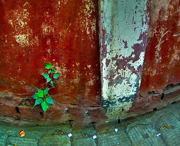  Peepal Tree (Ficus religiosa) emerging from a crack in a wall along Infantry road. &nbsp;Photo by Daniel Phillips 