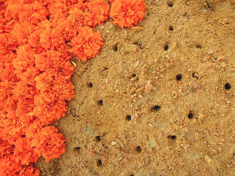 Details_Marigold.jpg