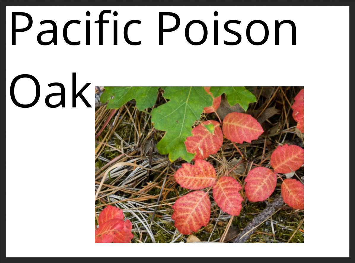 Pacific Poison Oak 1.PNG