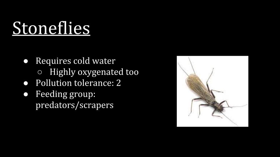 Bug presentation  (15).jpg
