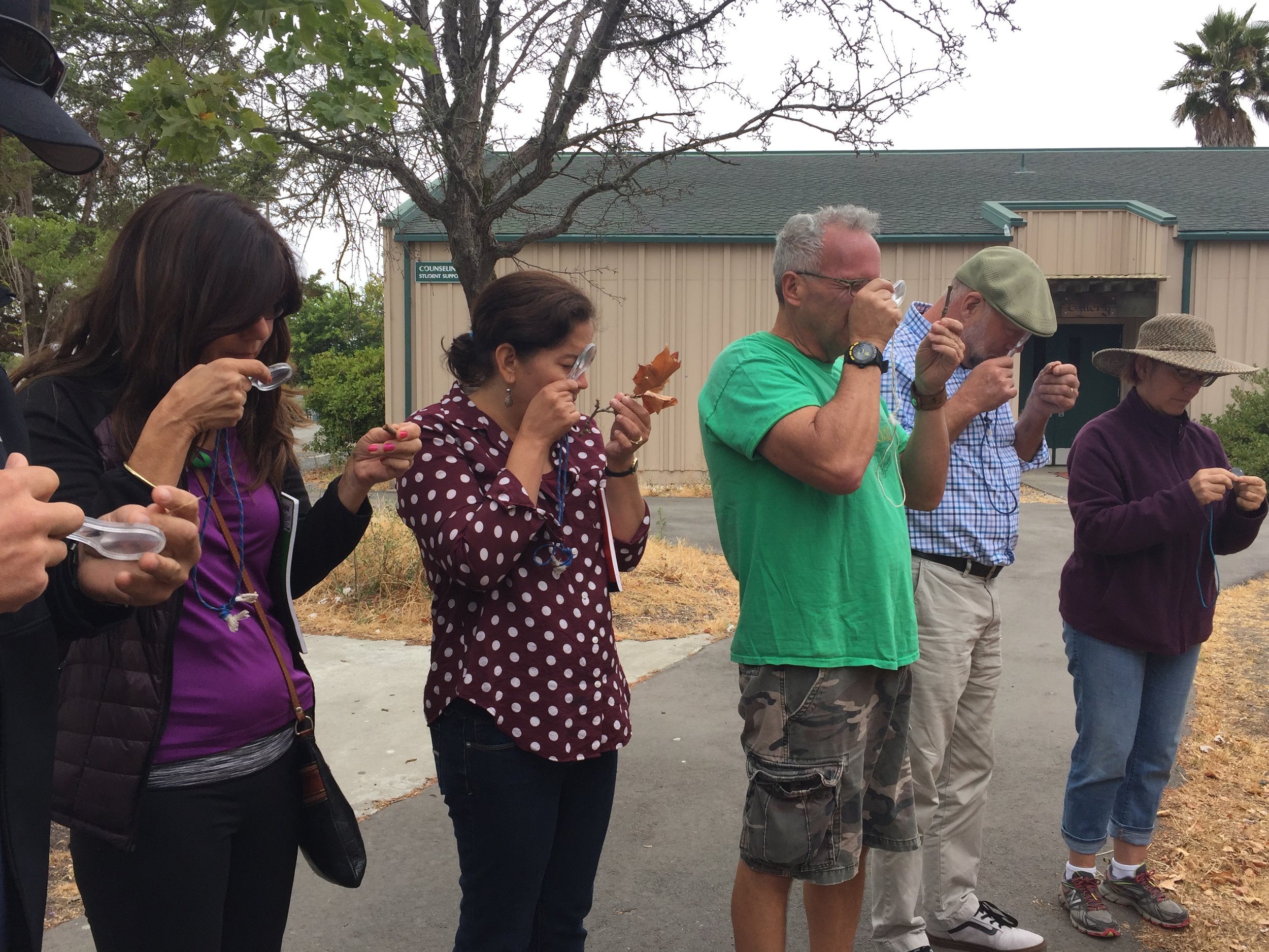 Attendees at the 2016 BEETLES training closely examine leaves as part of an outdoor education exercise. 