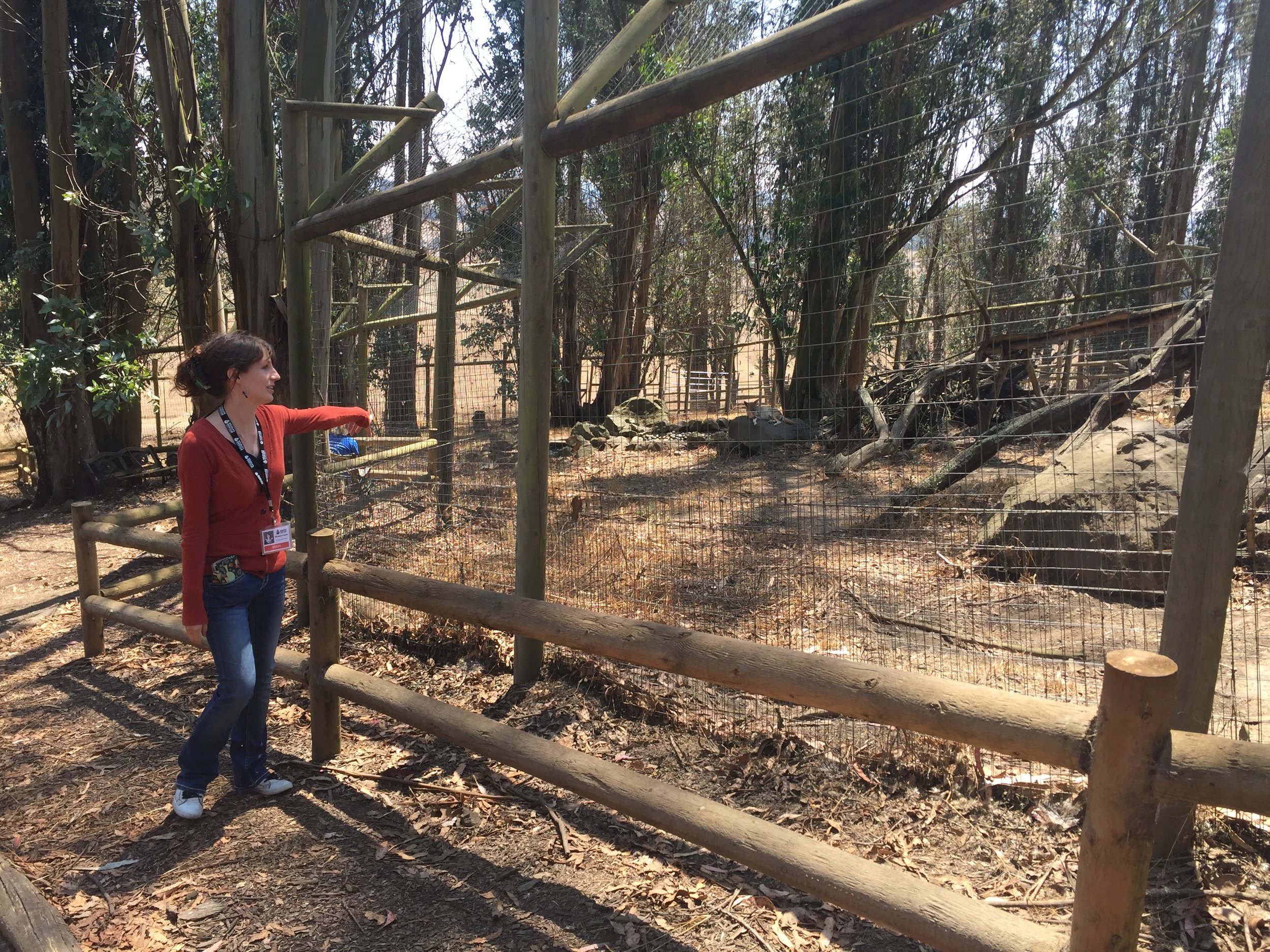 Education Outreach Director Michelle Fowler shows educators the coyote enclosure, asking everyone not to howl at the residents. 