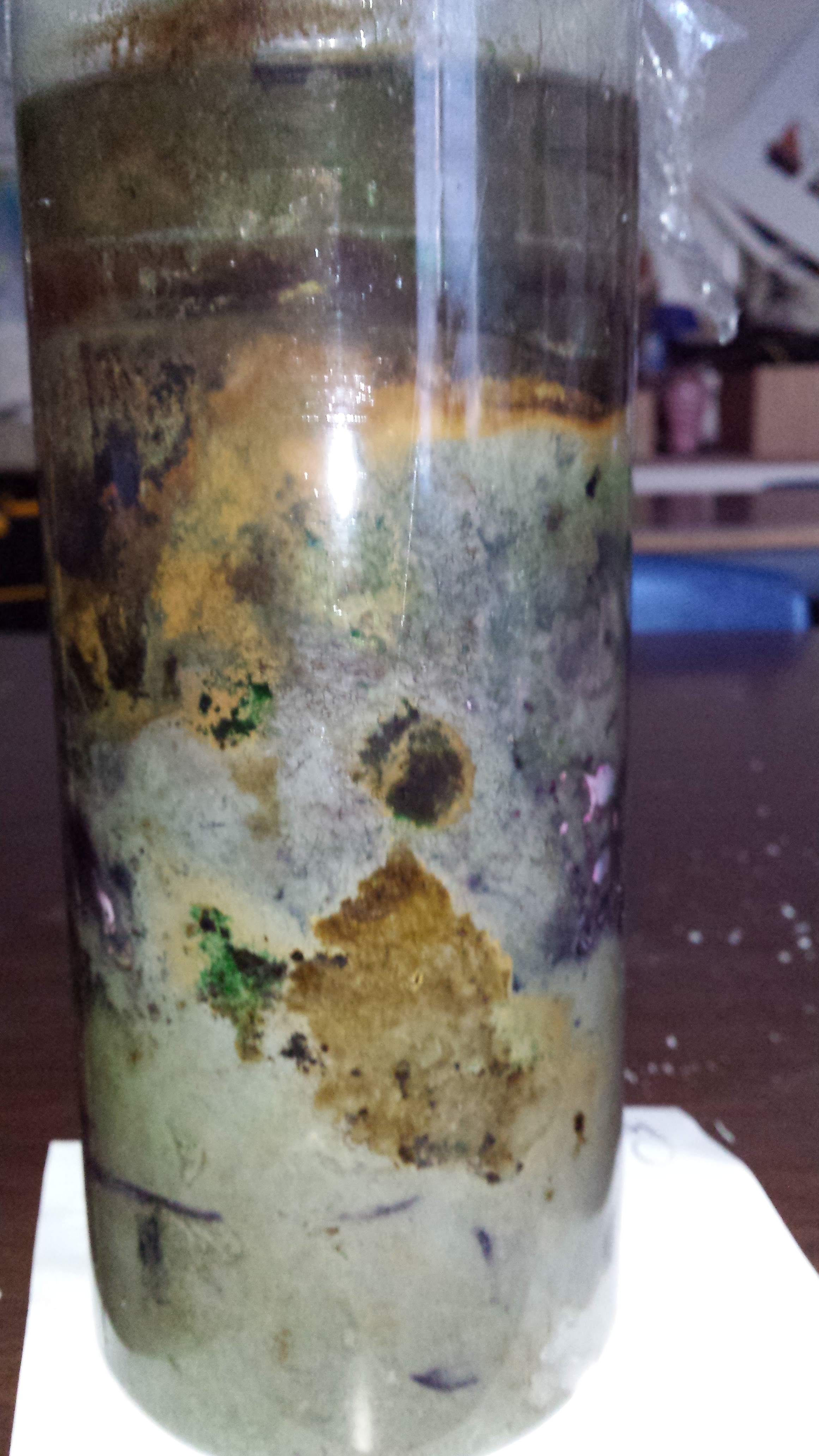  A Winogradsky Column growing microbes from the Petaluma River. 