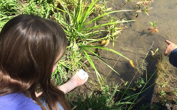  Releasing steelhead fry 