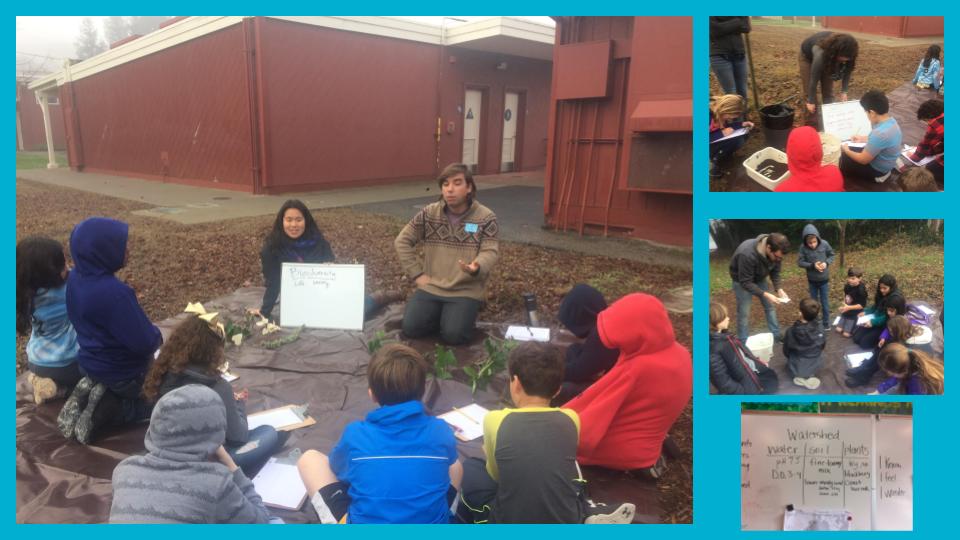 Instructors from STRAW (Students and Teachers Restoring a Watershed) taught us more about watersheds and helped us look at soil and plants from our local creek. We learned about the problems of invasive plants and we tested different water qualities such as pH, temperature, and the turbidity of the creek.