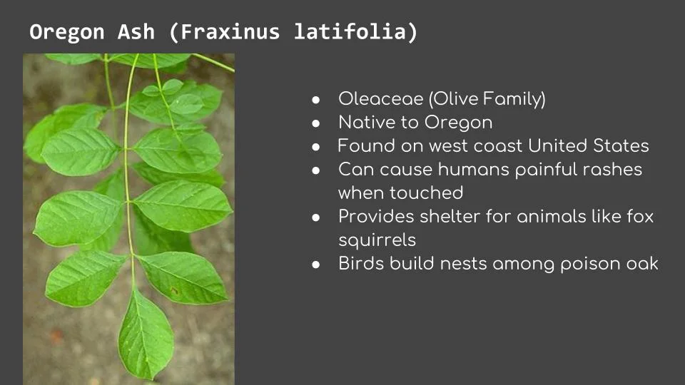 Oregon Ash, Box Elder