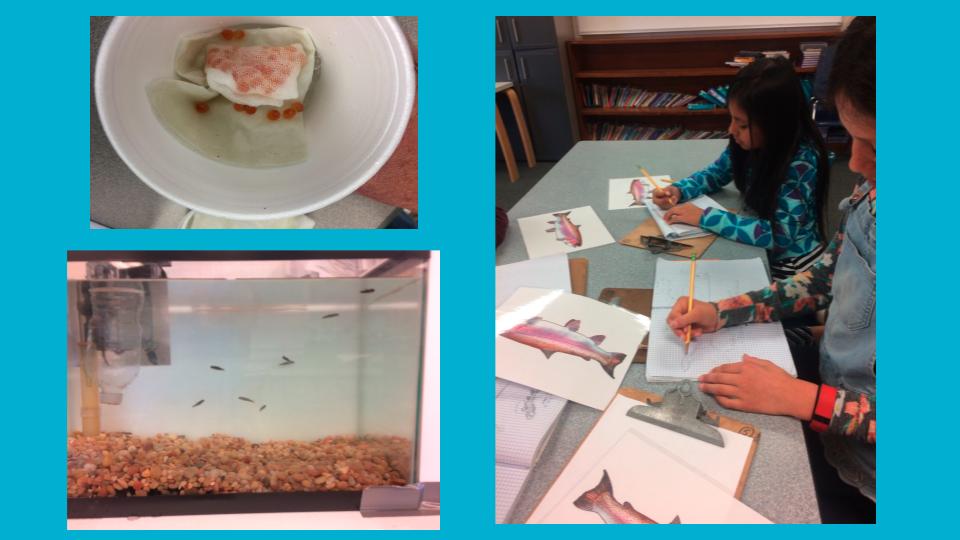 In April, we received 30 steelhead trout eggs to raise and to study. As we learned about the conditions they need to survive in creeks, it got us to thinking about a bigger question: With our help, could Thompson Creek ever support steelhead trout a