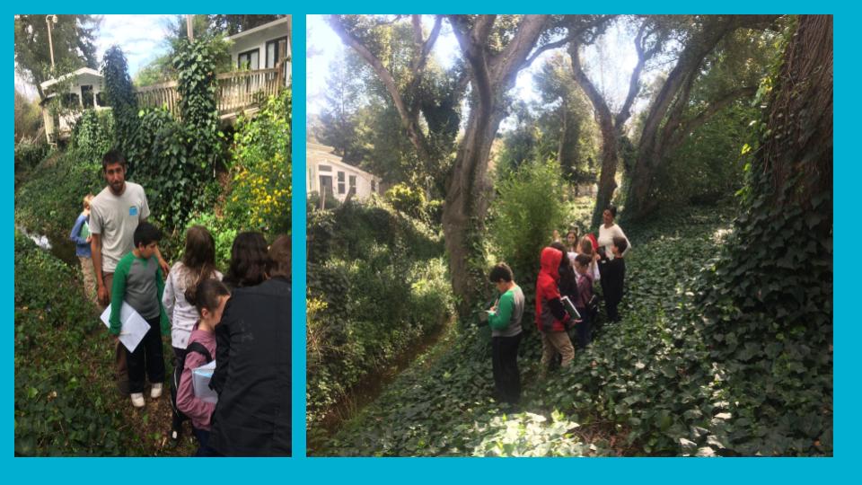 The first thing we needed to do was to was collect data about the creek. We recorded observations in our science notebooks, and we conducted three bioblitzes throughout the year to count the number of bird, plant, and insect species we could find ea