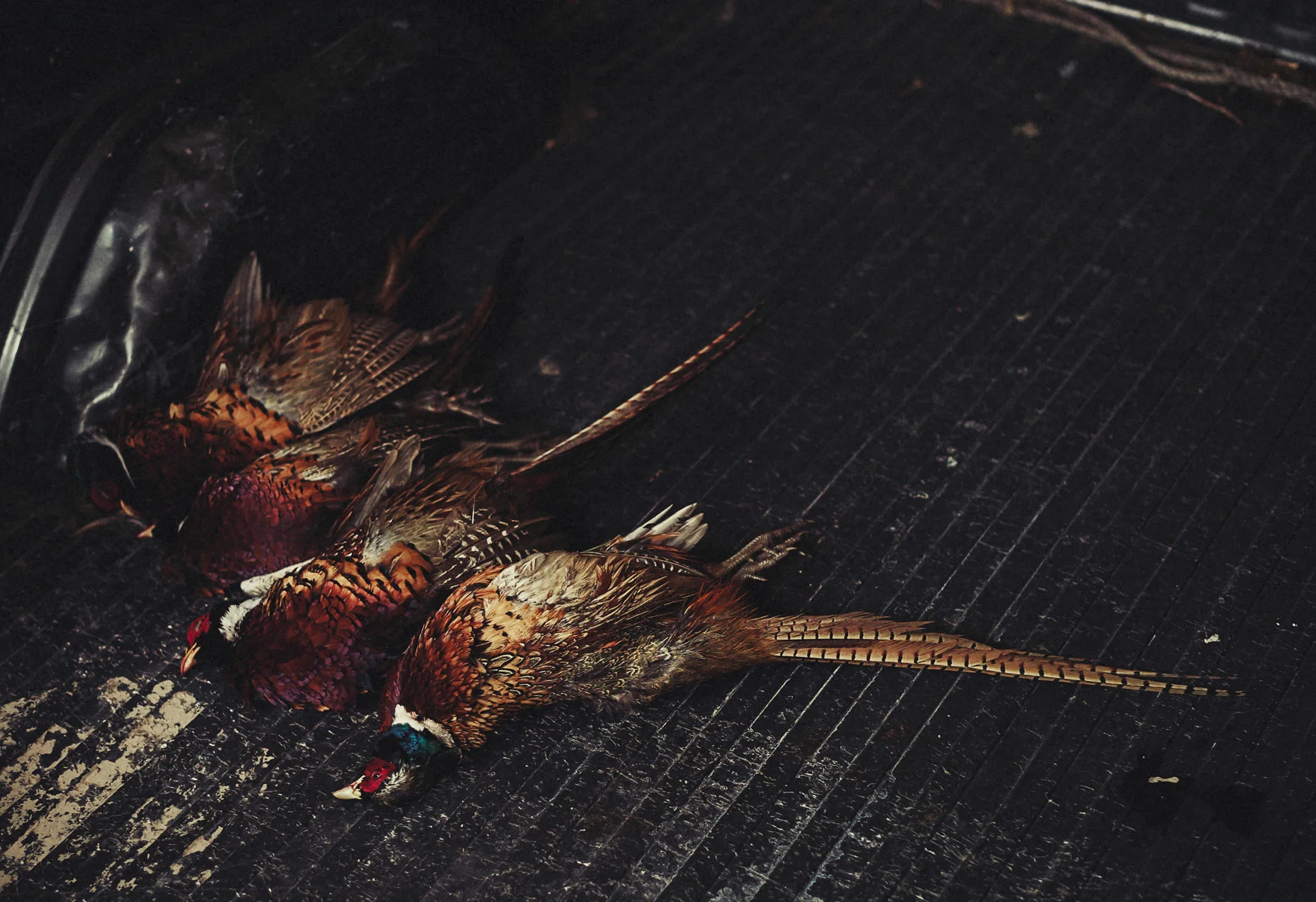 DSC_6793rr2.jpg