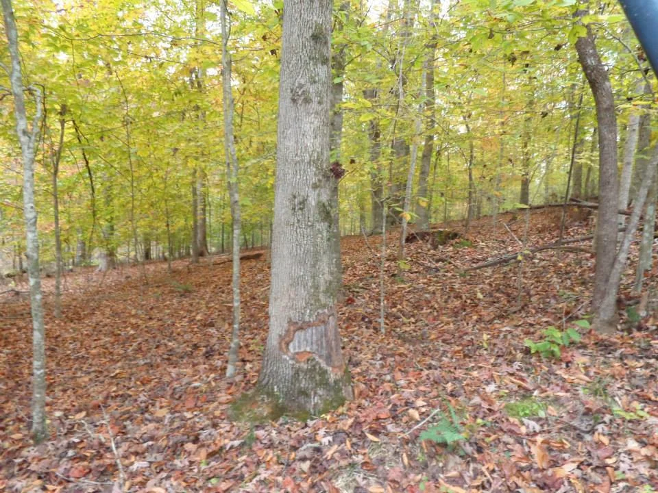Beech grove