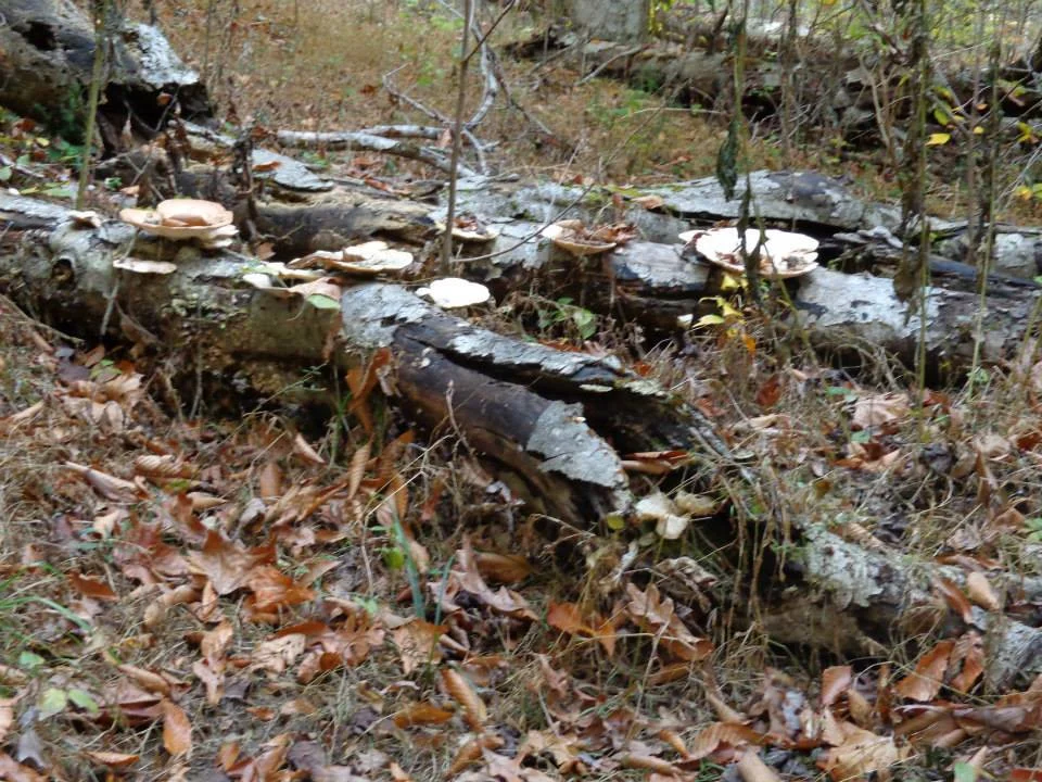 Mushrooms