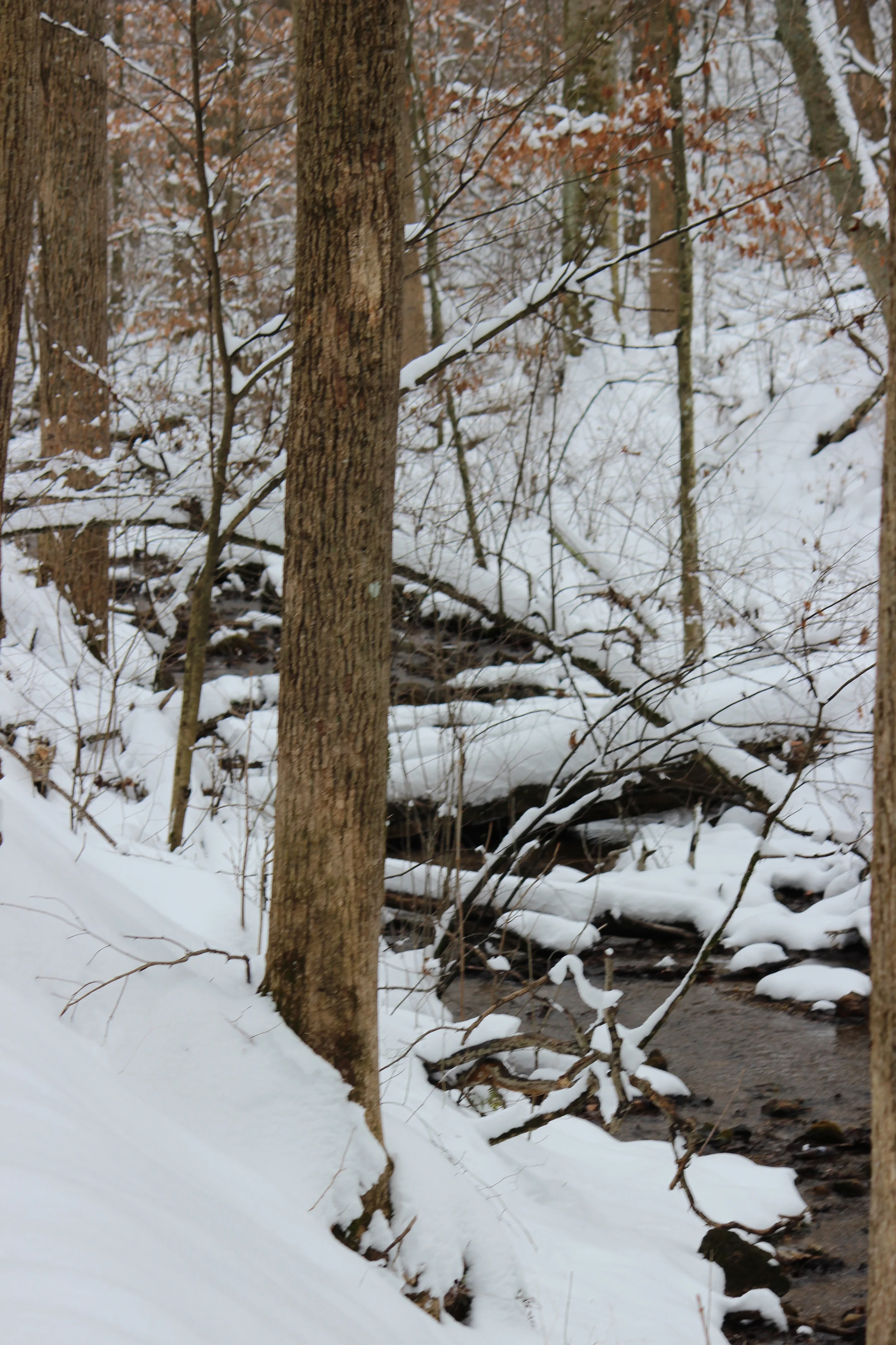 Beautiful woods near Fort Blackmore, VA