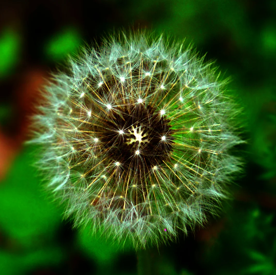 dandelion_selfie.jpg