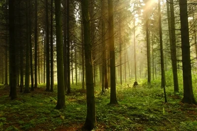 deep forest.jpg