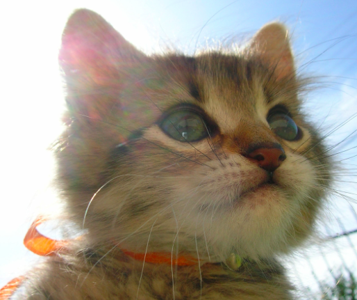 You'll NEVER guess what happened when Marissa saw this cat!!!!!! Spoiler: she died and went to heaven.