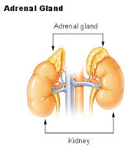 adrenal gland.jpeg