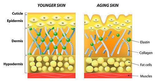 collagenskin.jpg