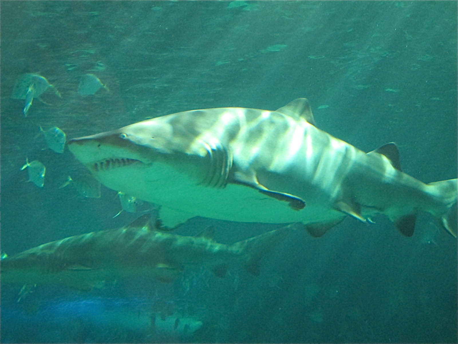 Jazz and Sleepovers with Sharks at Ripley’s Aquarium