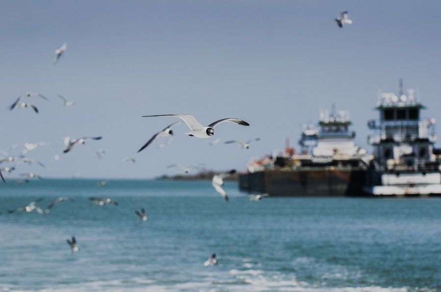 The Port of Corpus Christi is the fifth largest port in the US in terms of tonnage and a growing portion of product that is shipped out of the bay is benzene. Benzene barges travel down a key waterway for migrating birds, from gulls to the endangered whooping crane. Should a barge ever leak benzene into these waters, it would have a devastating effect on all creatures living here. 