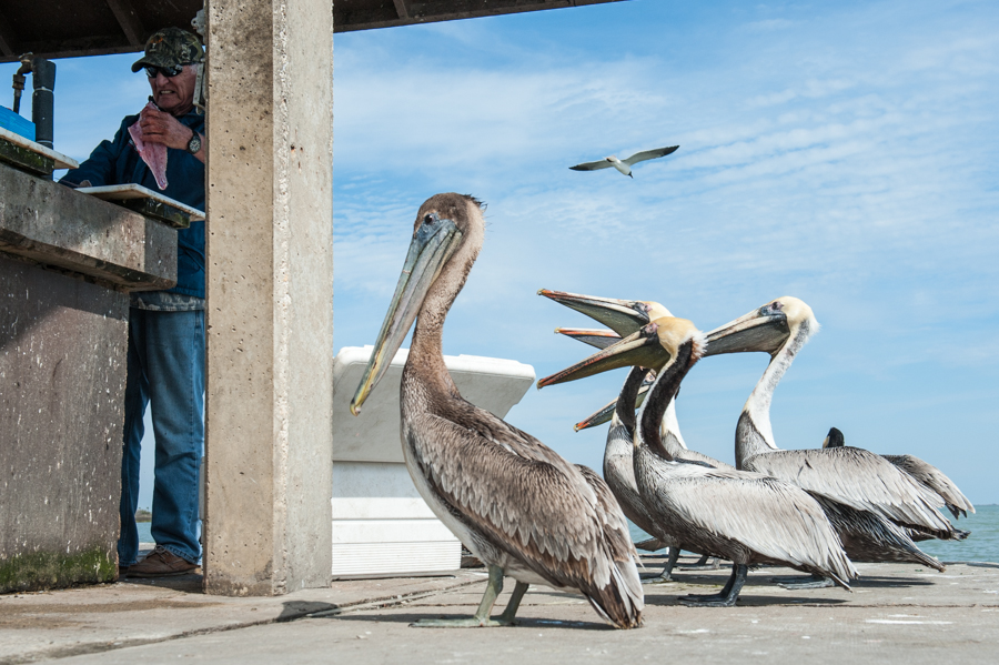 The brown pelican's relationship with fishermen is one that straddles plenty and peril: while discarded entrails from the day's catch provide effortless meals, stray fishing line strangles and kills. More than 1 million shorebirds die every year as a result of marine debris - 320,000 of those deaths are said to be attributed to scrapped fishing equipment, including lines and hooks.