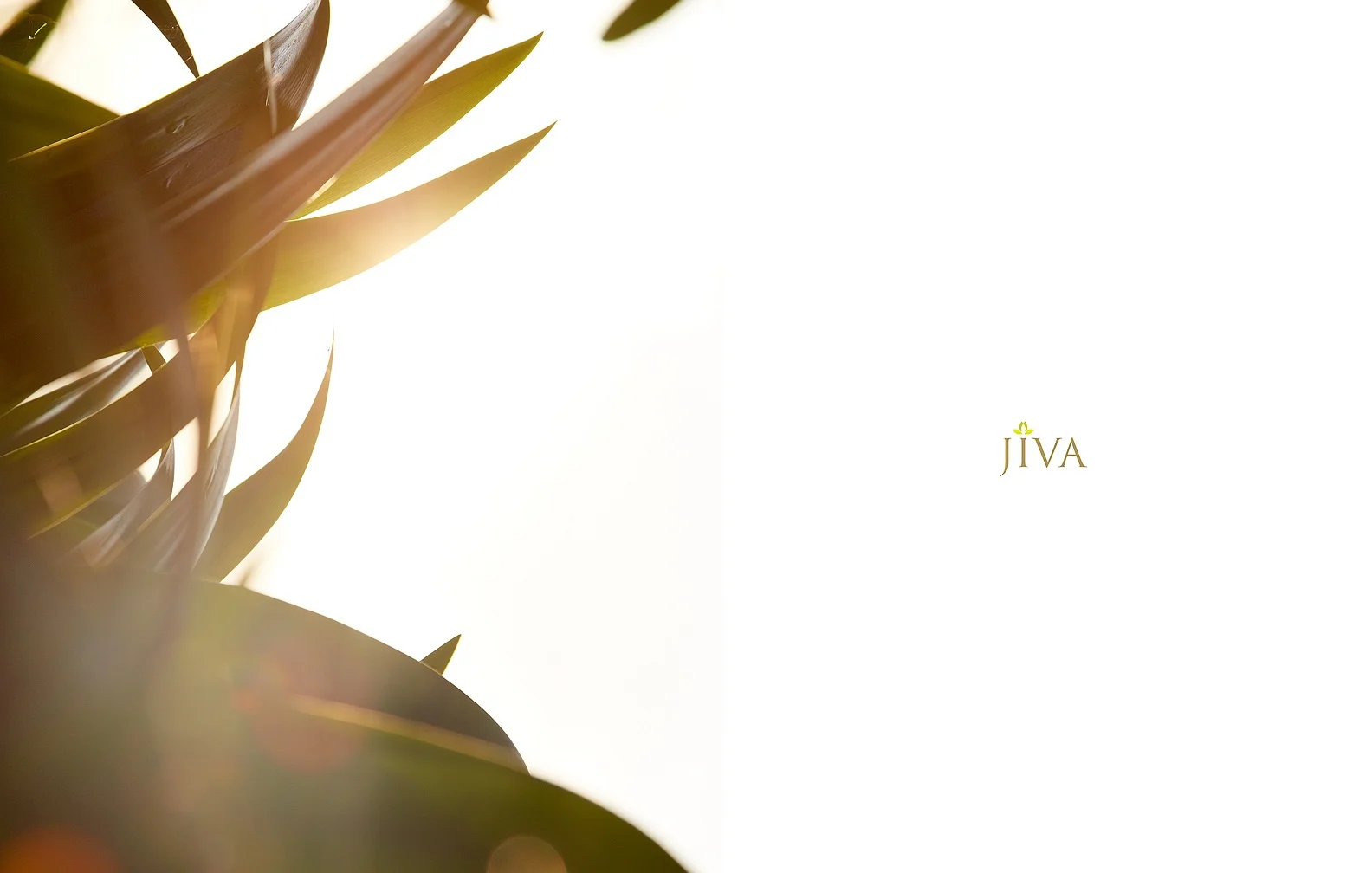 JIVA 3.jpg