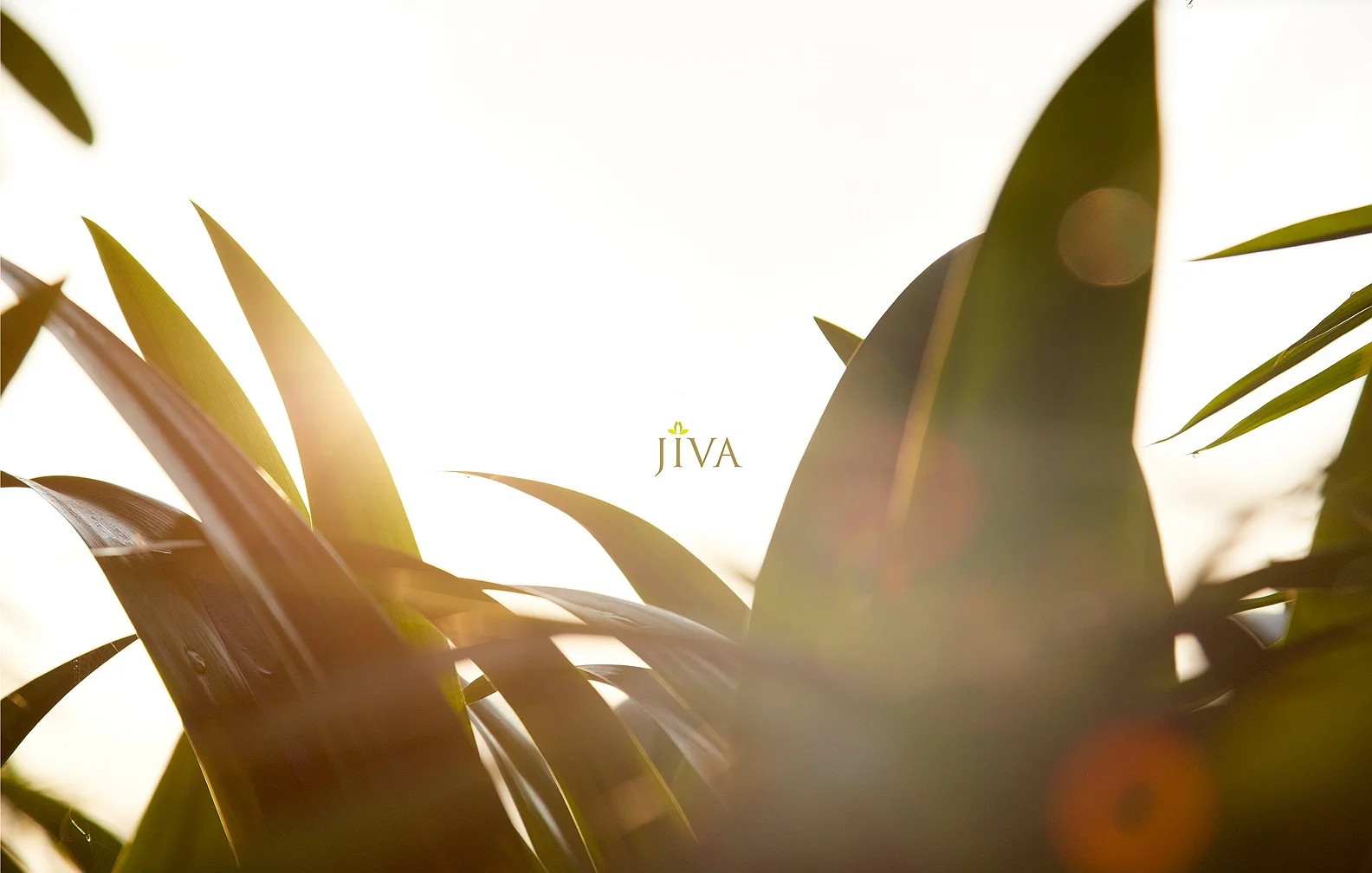 JIVA 4.jpg