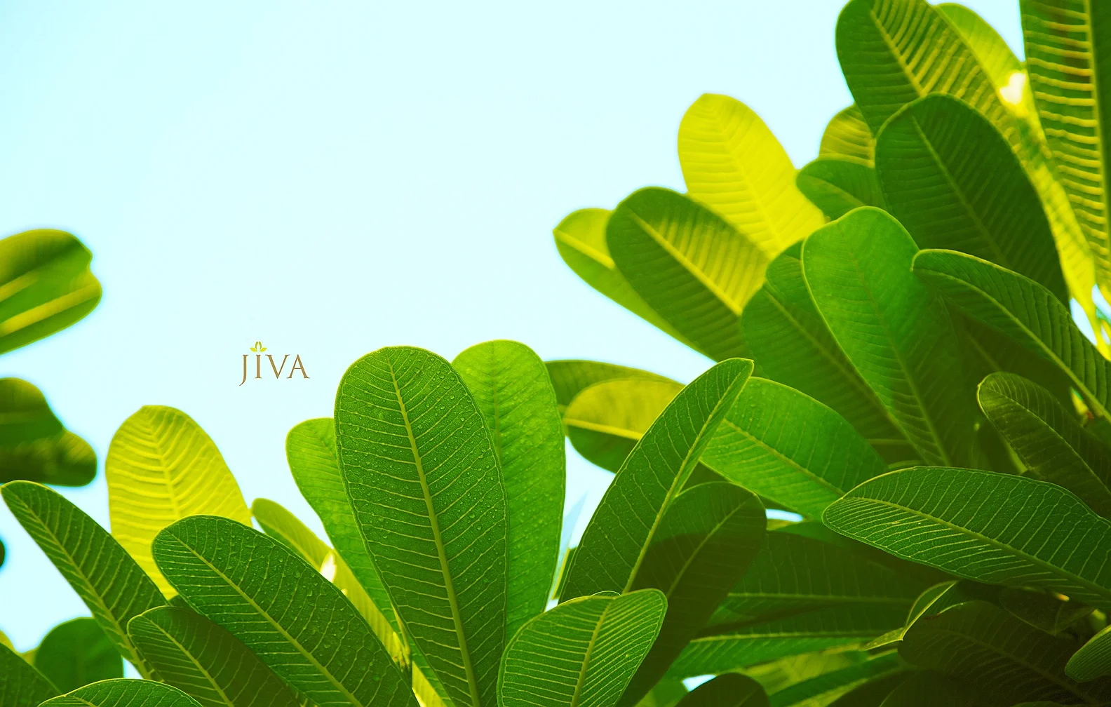 JIVA 6.jpg