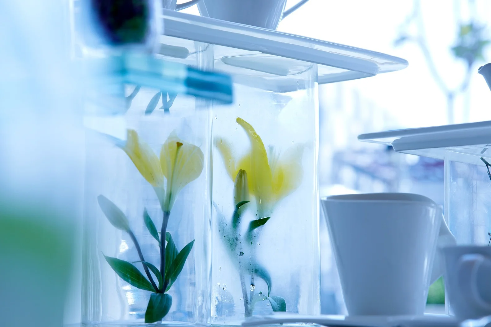 GLASSHOUSE MOOD 20.jpg