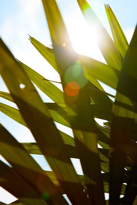 VIVANTA SURYA MOOD 408.jpg