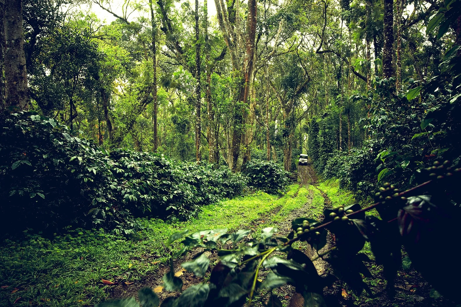 COFFEE ESTATE 3 1.jpg