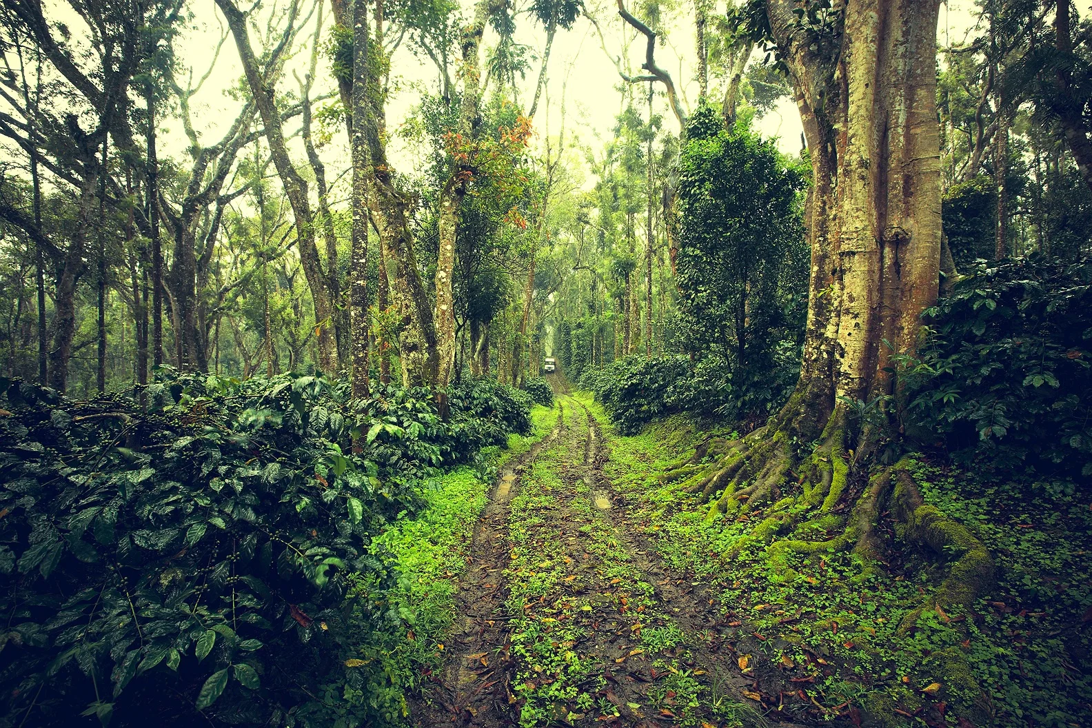 COFFEE ESTATE 23.jpg