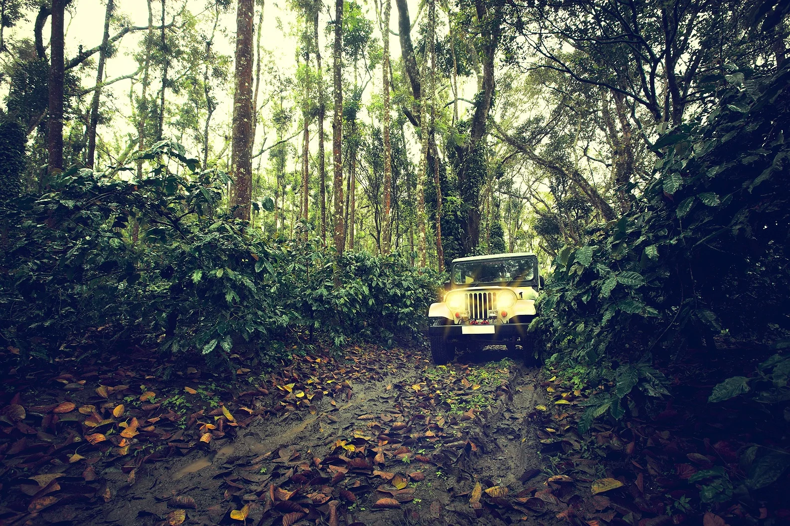 COFFEE ESTATE 72.jpg