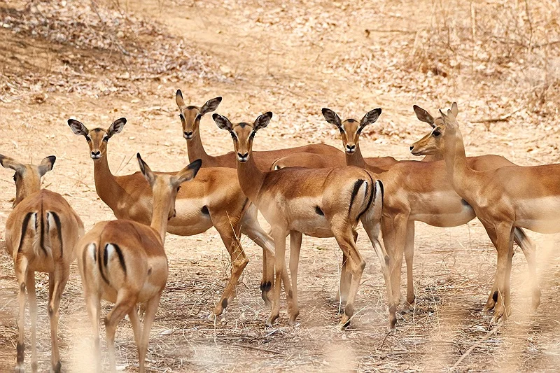 LOWER ZAMBEZI GAME DRIVE 394.jpg